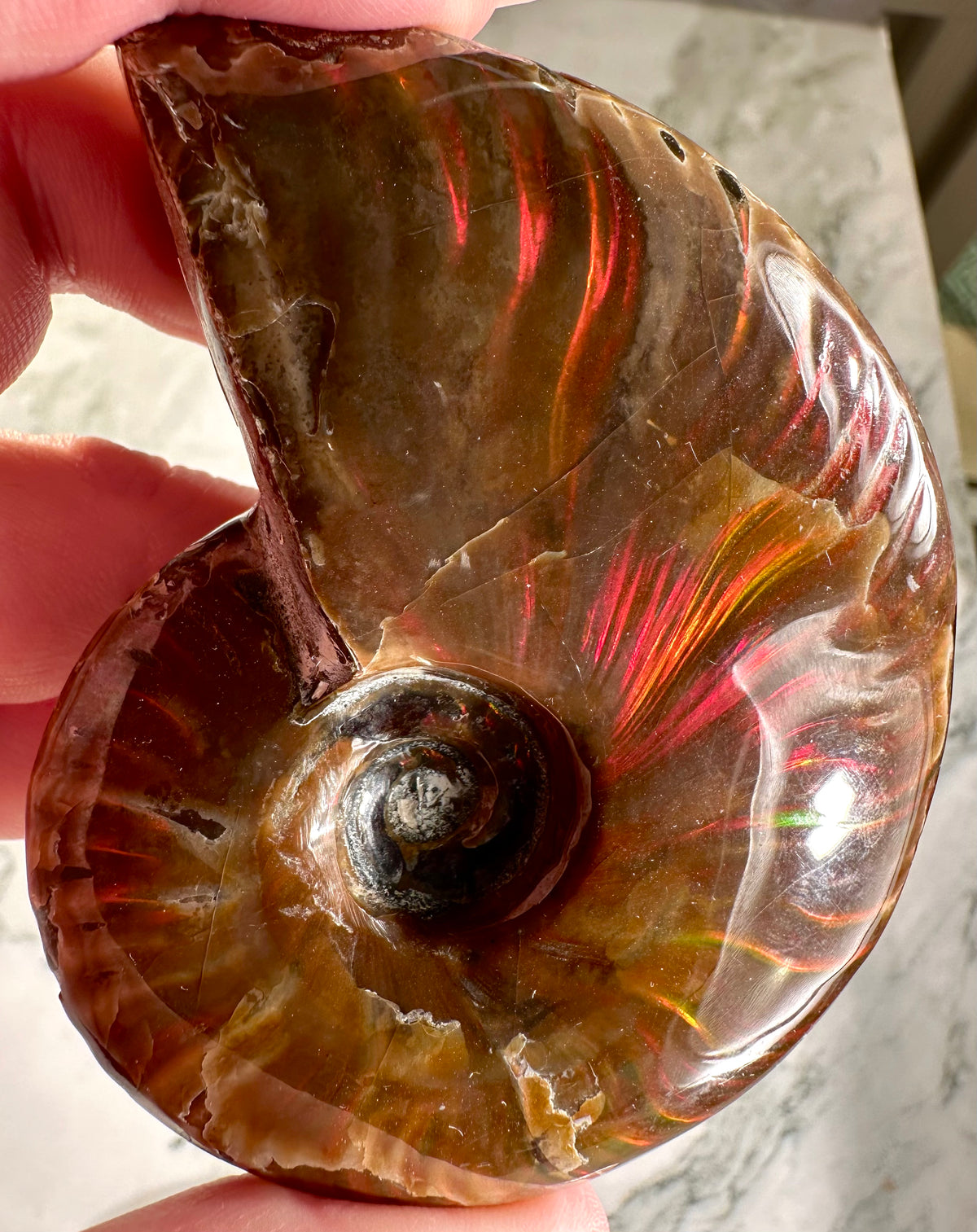 Ammonite fossile