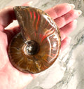 Ammonite fossile
