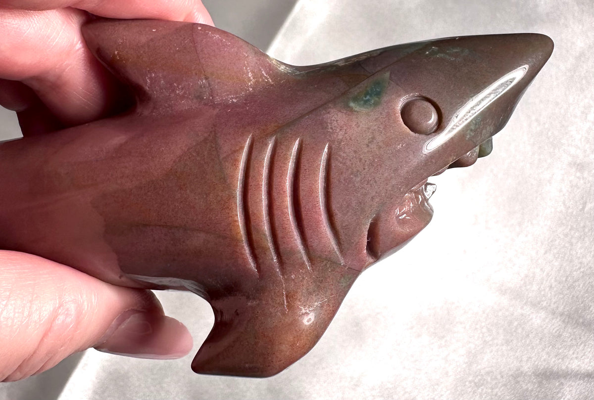 Ocean jasper shark