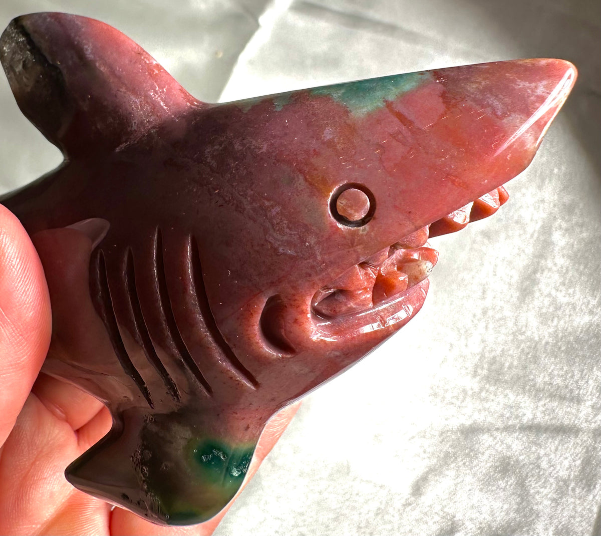 Ocean jasper shark