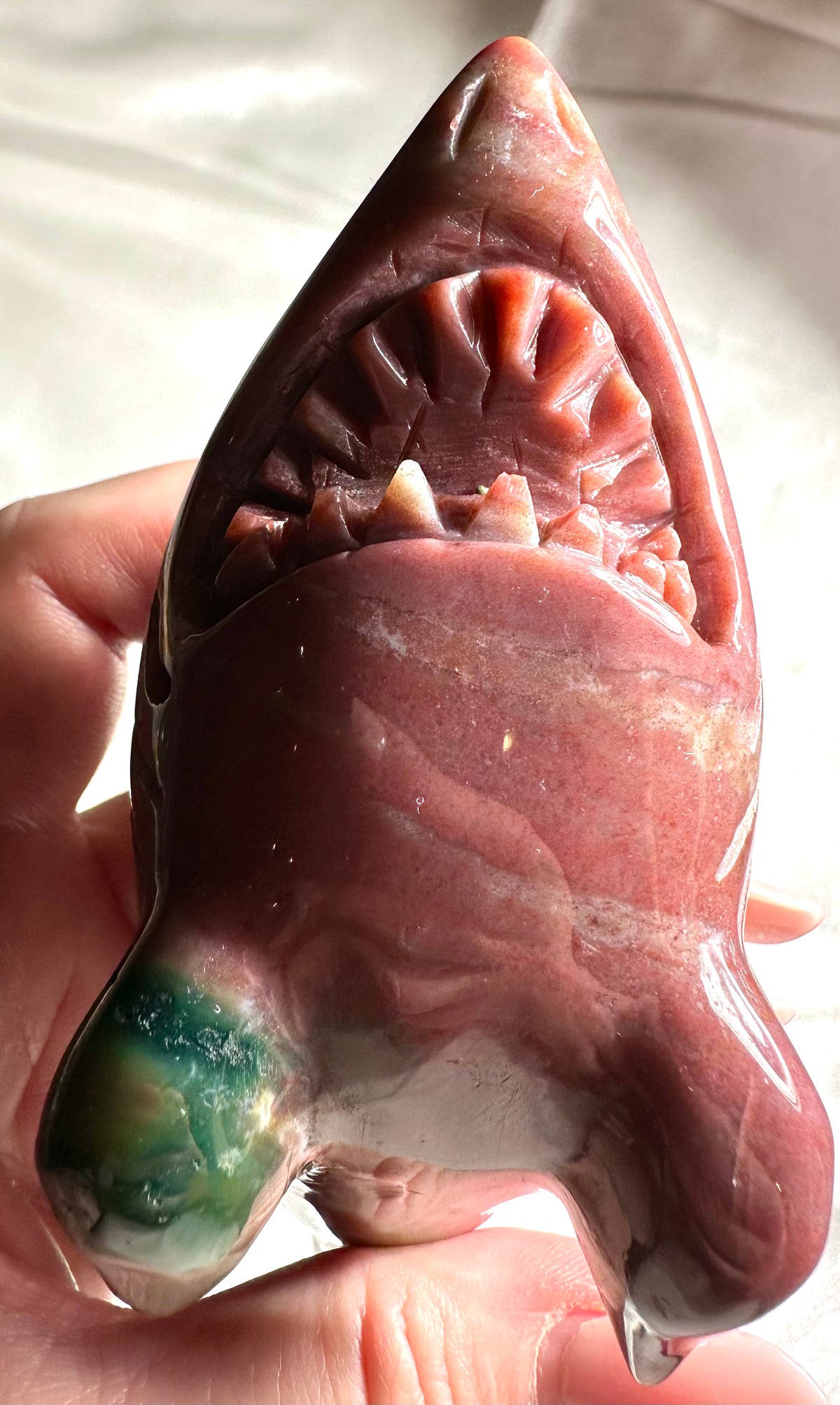 Ocean jasper shark