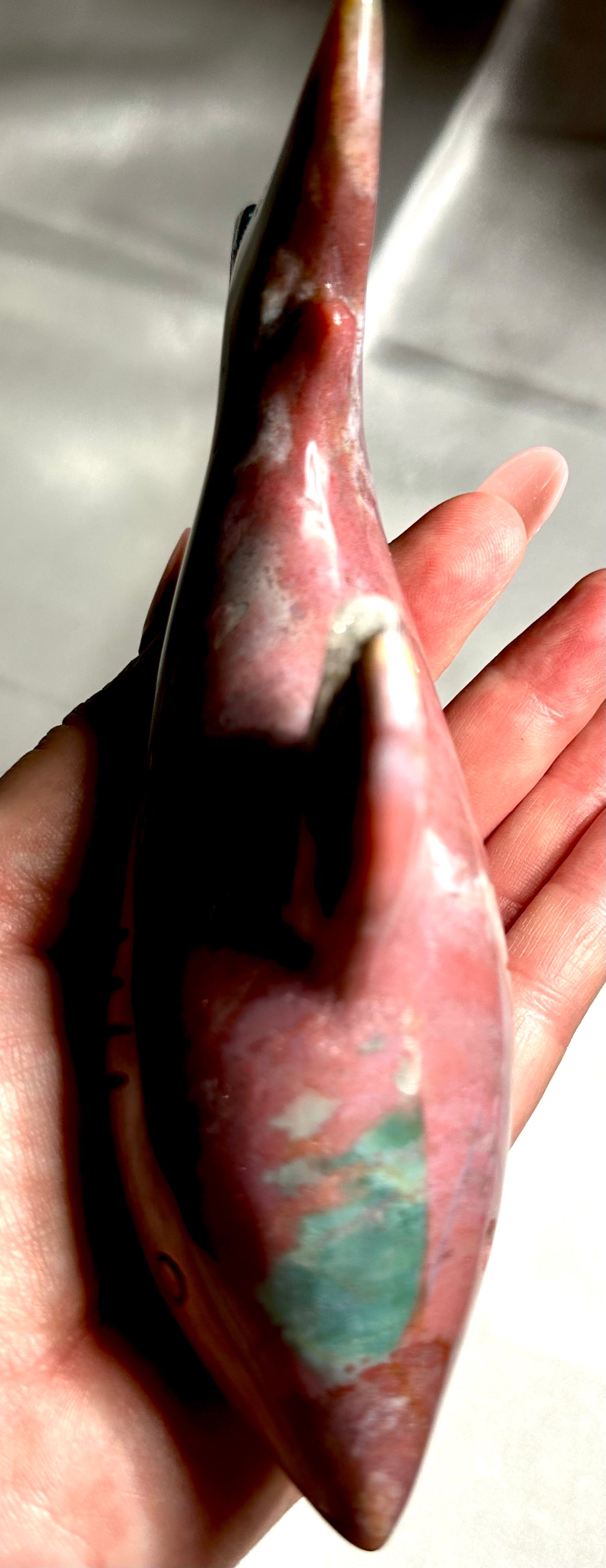 Ocean jasper shark