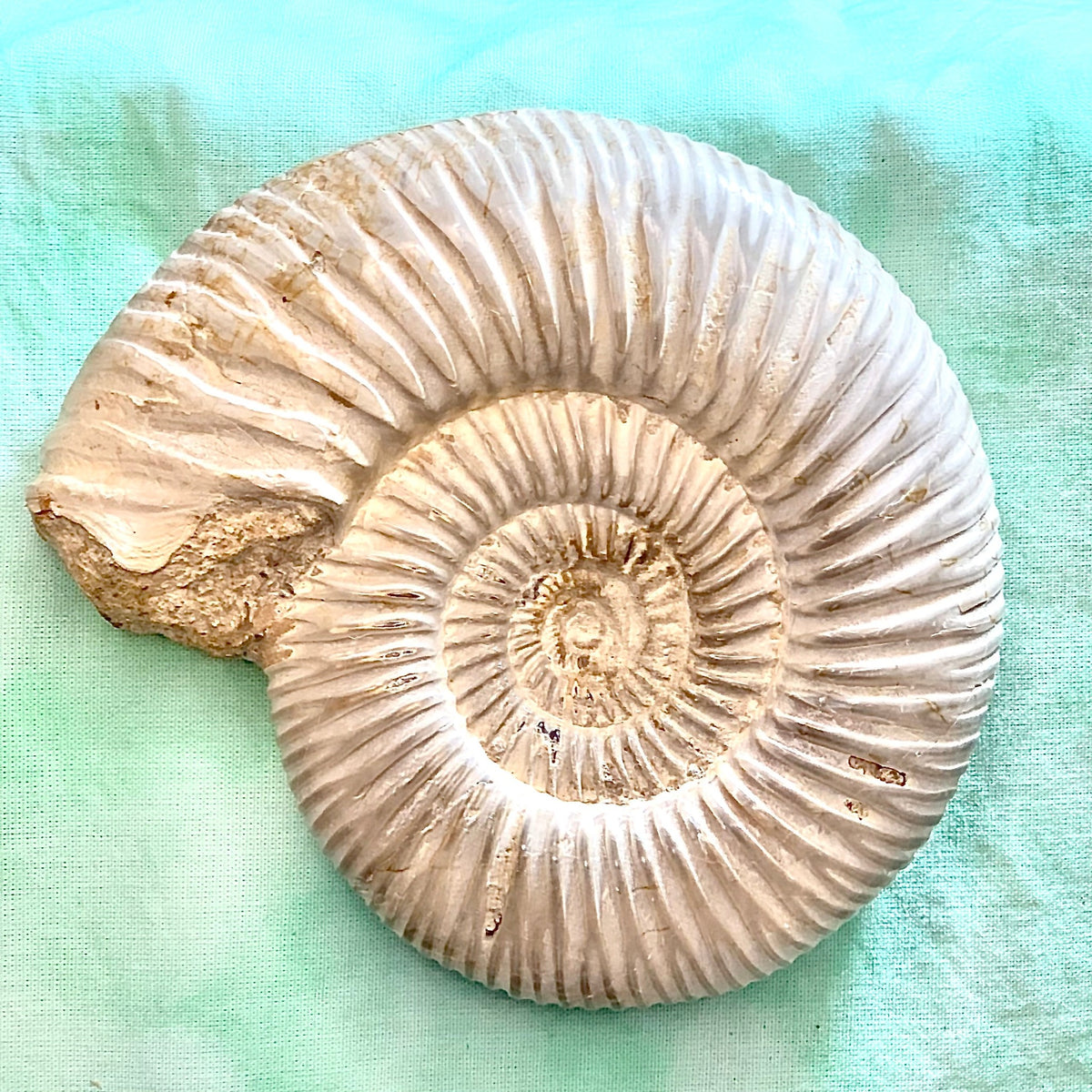 Fossile di ammonite