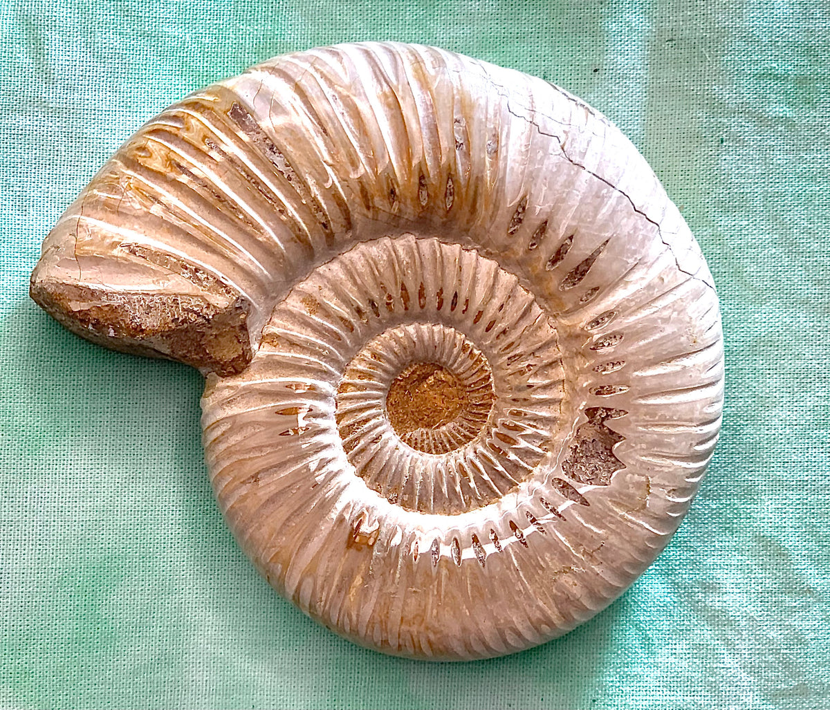 Fossile di ammonite