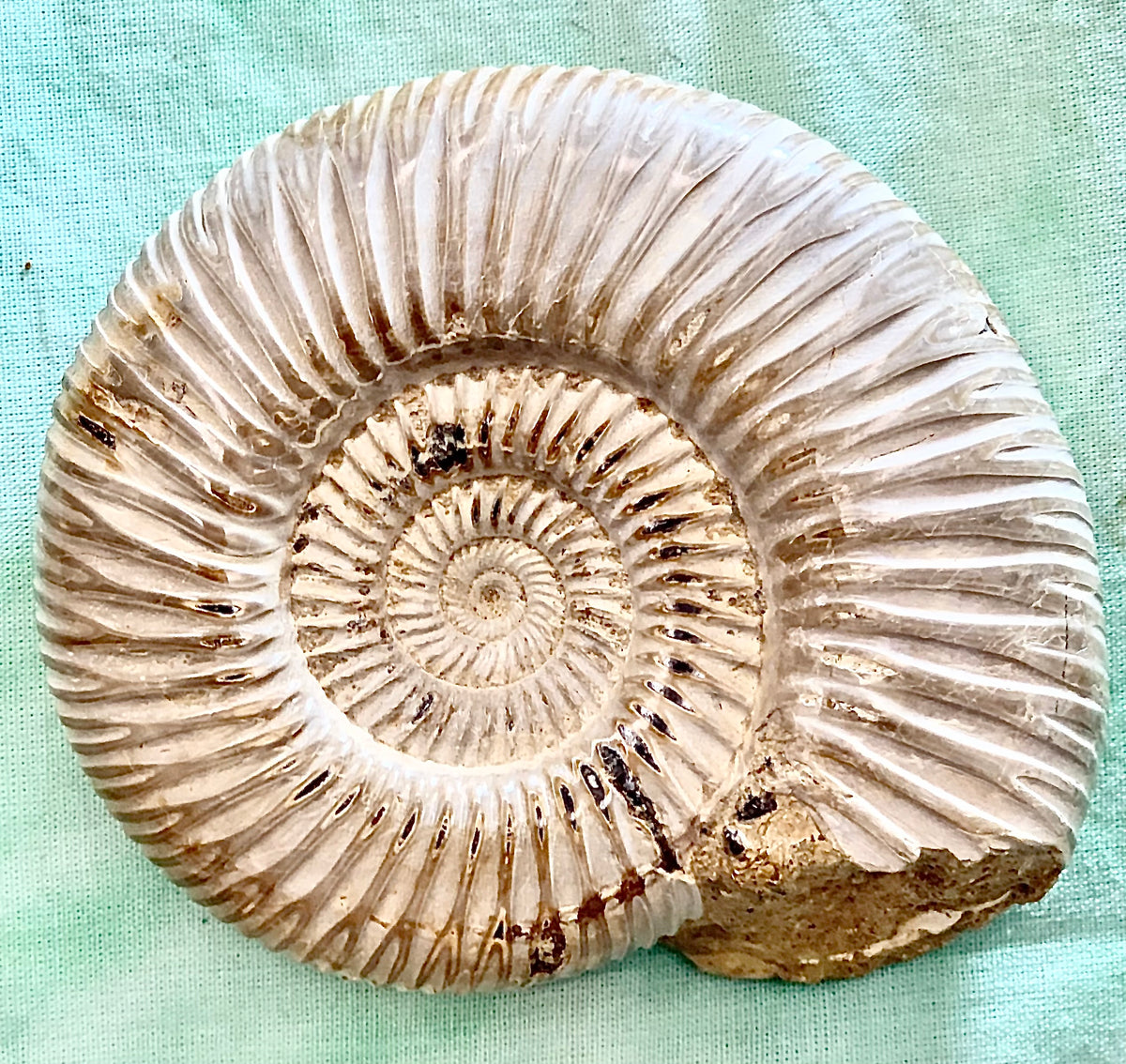 Fossile di ammonite