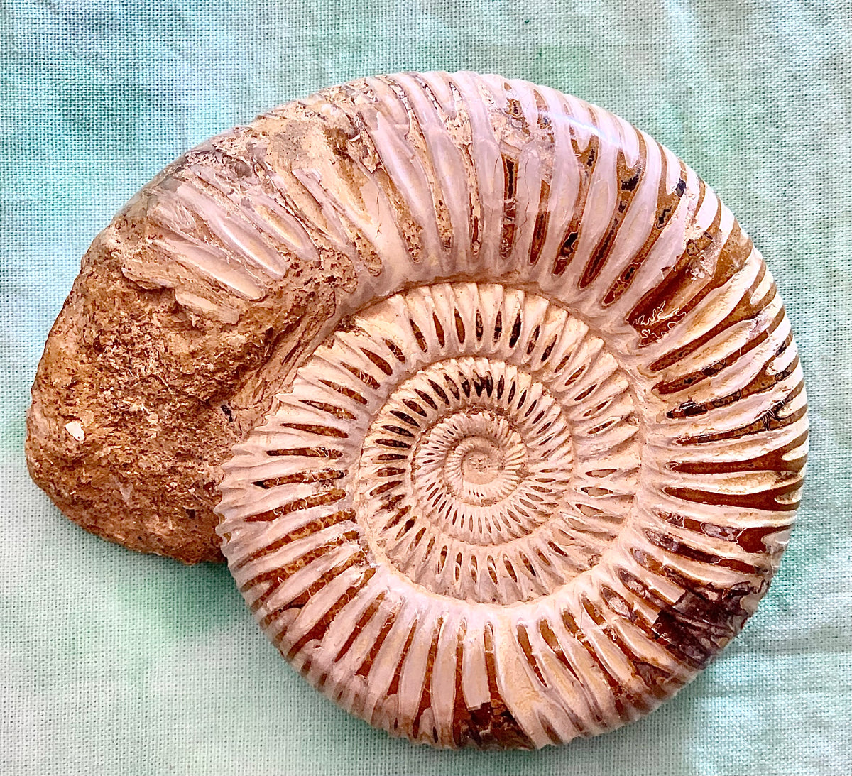 Fossile di ammonite