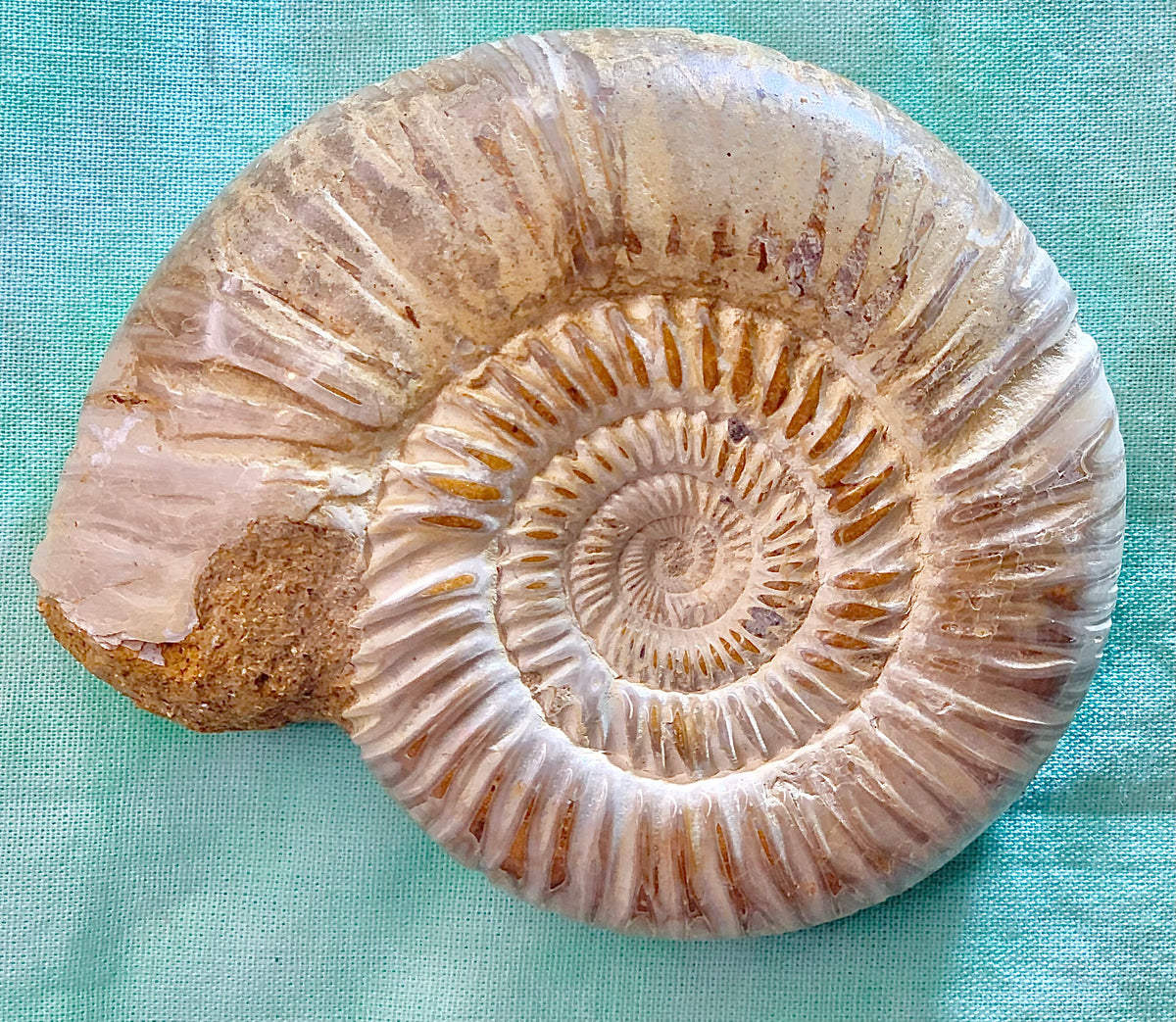 Fossile di ammonite