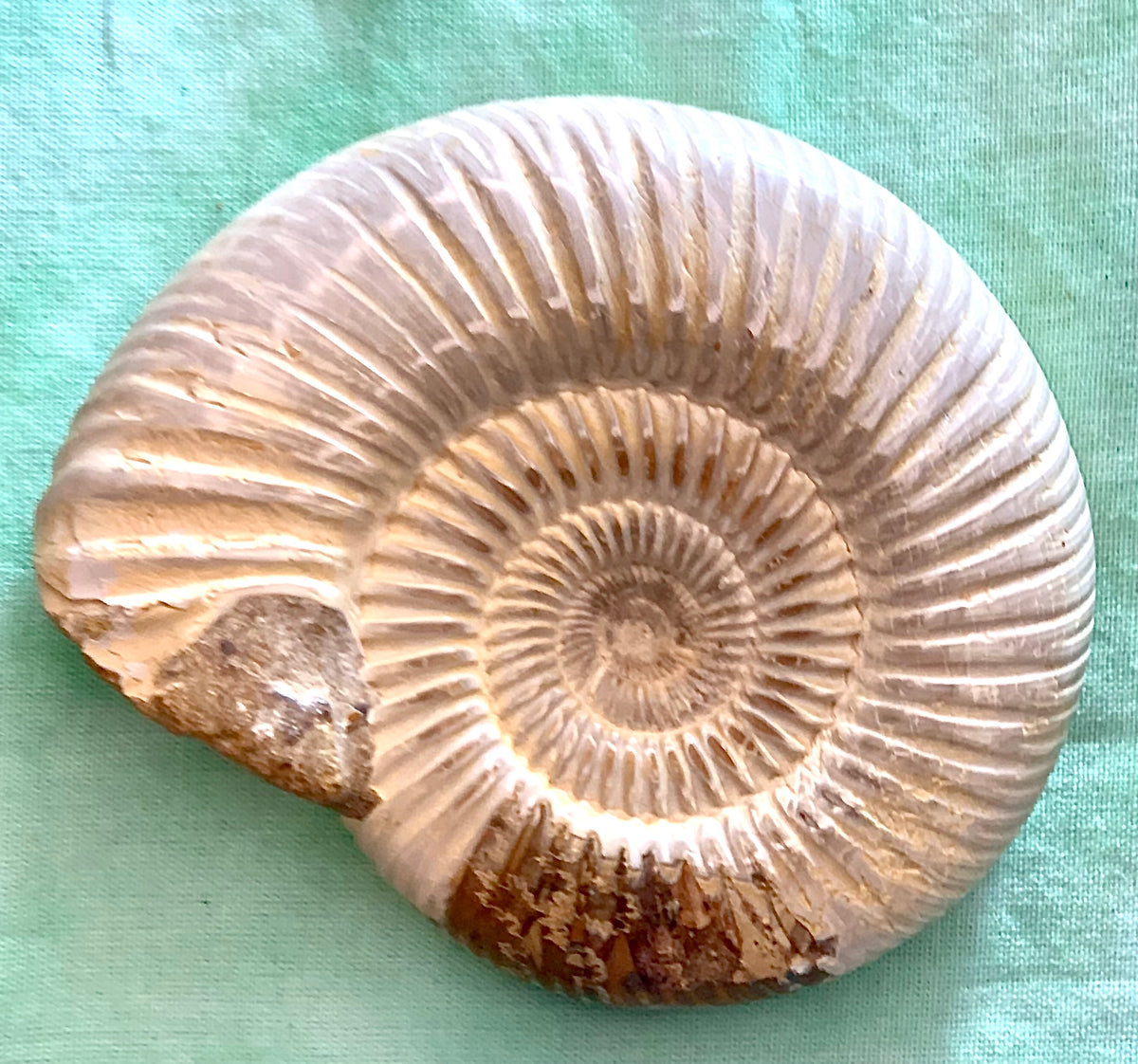 Fossile di ammonite