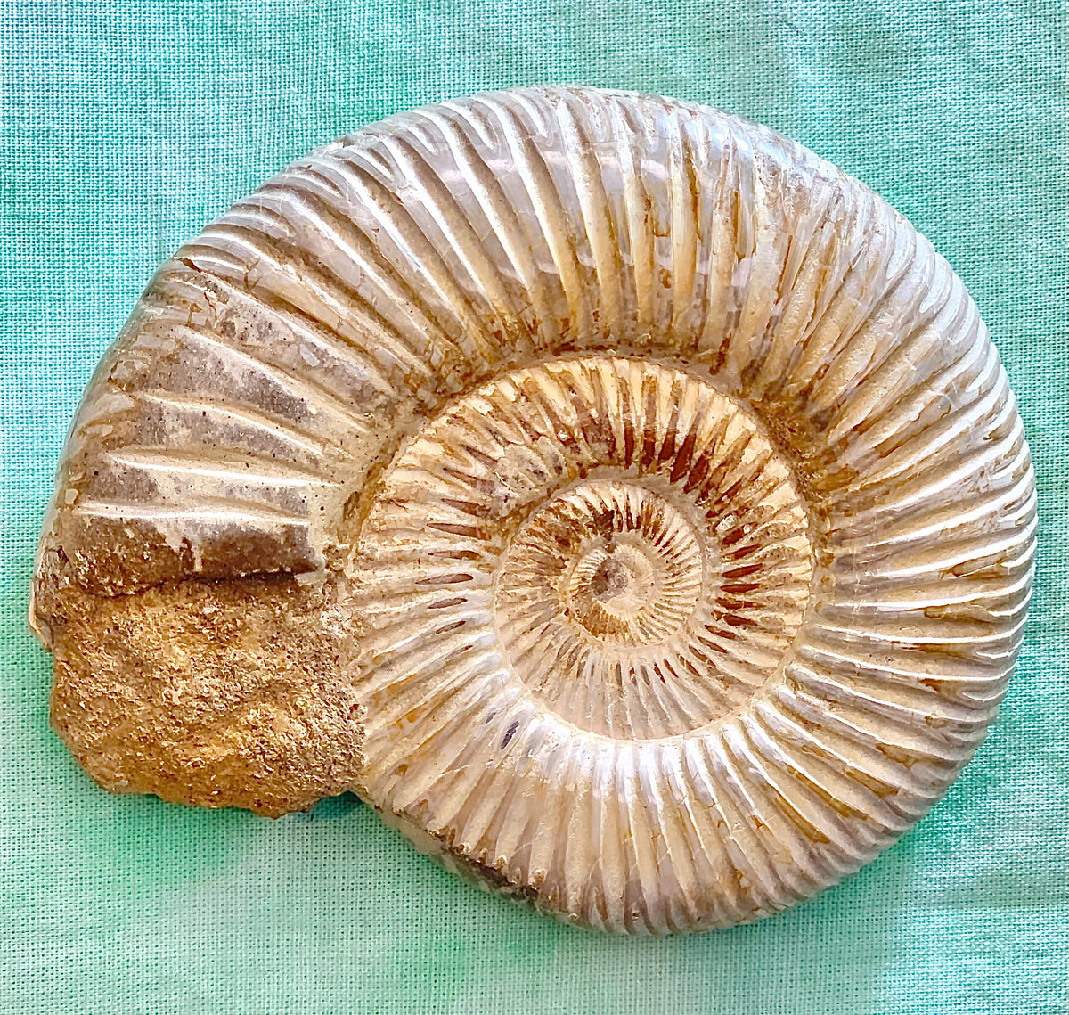 Fossile di ammonite