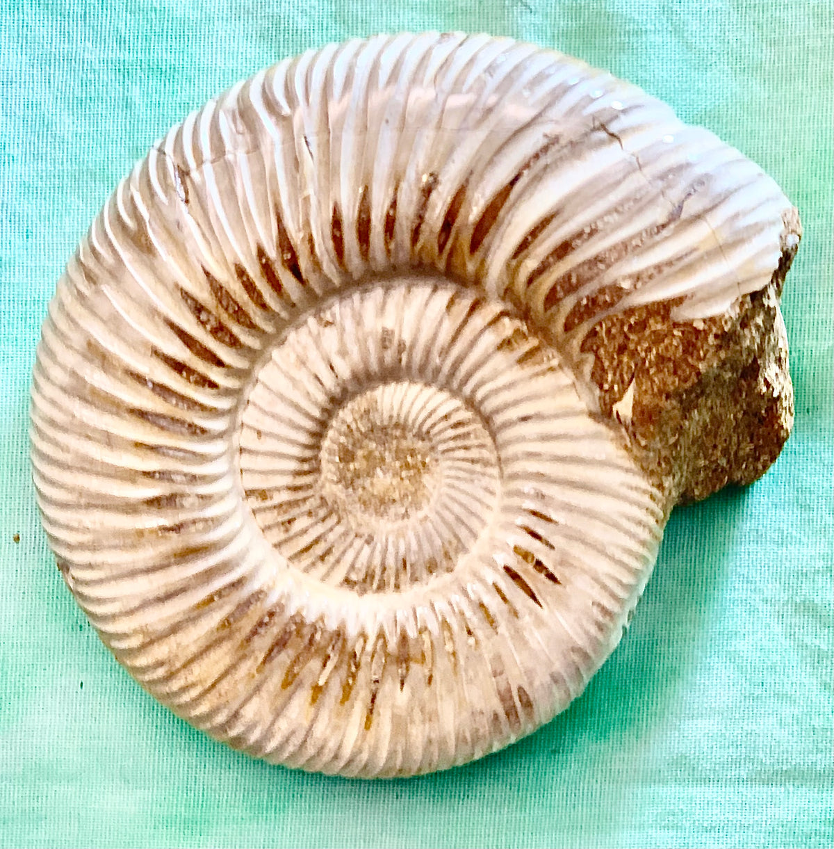 Fossile di ammonite